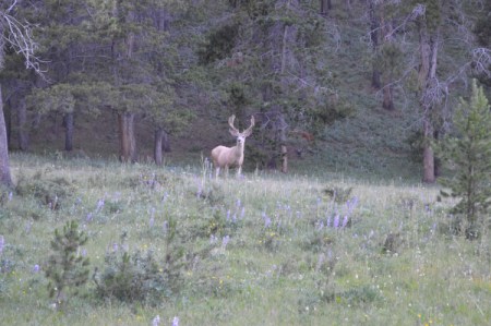 Mule Deer in Bighorn Mountains