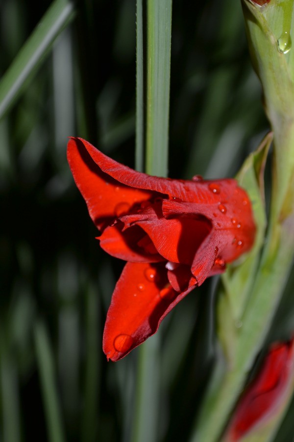 Water Droplets on Red Gladiolus