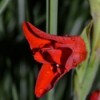Water Droplets on Red Gladiolus