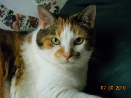 Closeup of a calico cat.