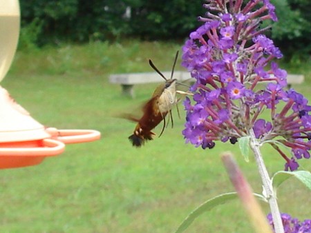 Hummingbird Moth by Purple Flower