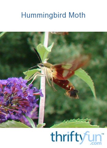 Hummingbird Moth Photos | ThriftyFun