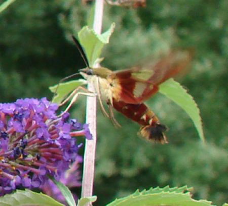 Closeup of Hummingbird Moth by a Purple Flower