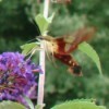 Closeup of Hummingbird Moth by a Purple Flower