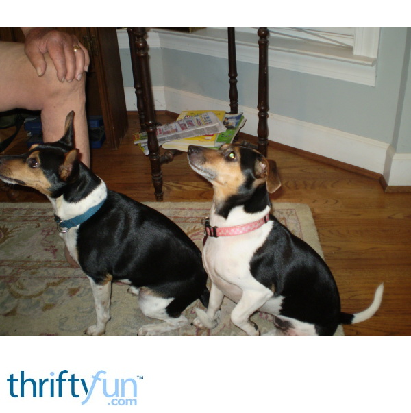 Popcorn Tins for Pet Food ThriftyFun