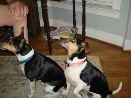 Two black, brown, and white dogs looking up at a person to the left outside the frame of the photo.