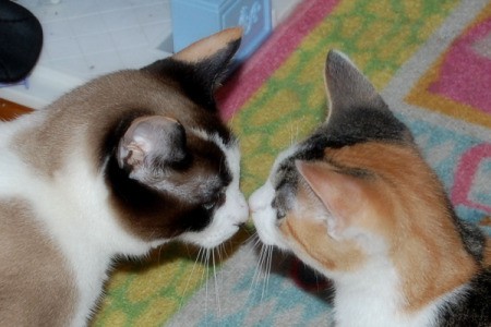 Cats Little Baby and Nadia Touching Noses