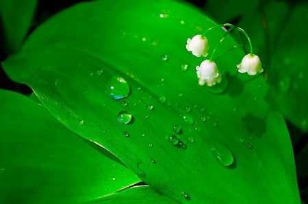Small White Flowers Casting Shadow on Green Leaf with Water Droplets