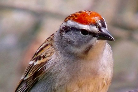 Closeup of Sparrow with Red Crest