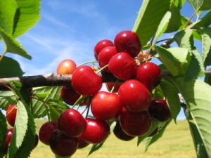 A bunch of cherries still on the tree.