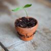 A cutting of a plant growing in a clay pot.