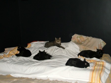 Multiple cats lying on a bed.