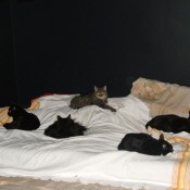 Multiple cats lying on a bed.