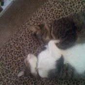 Closeup of Salt and Pepper Cats Sleeping on Leopard Print Blanket