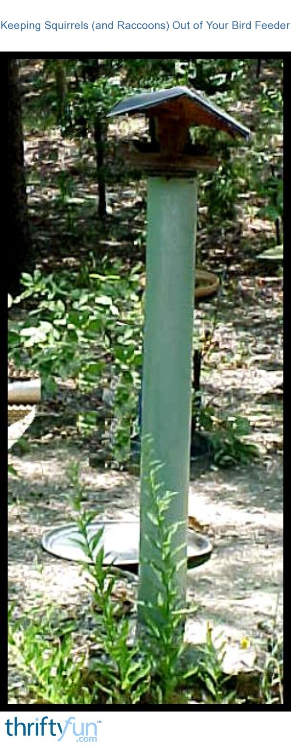 Keeping Squirrels (and Raccoons) Out of Your Bird Feeder ThriftyFun