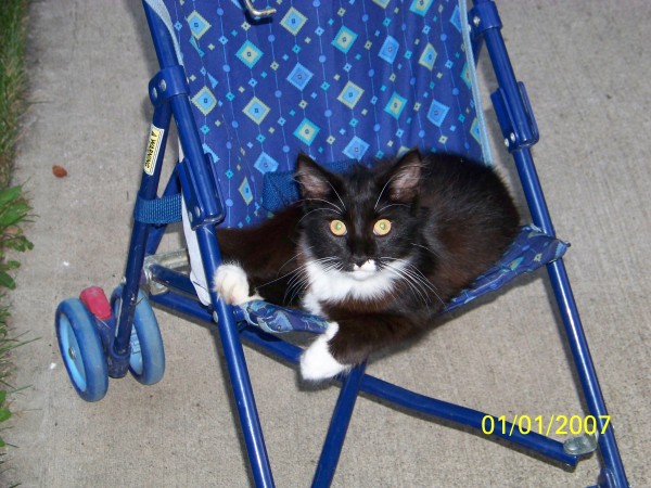 Socks the Cat Laying in Stroller