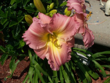 Closeup of Pink and Yellow Daylily