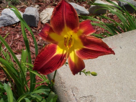 Closeup of Red and Yellow Daylily