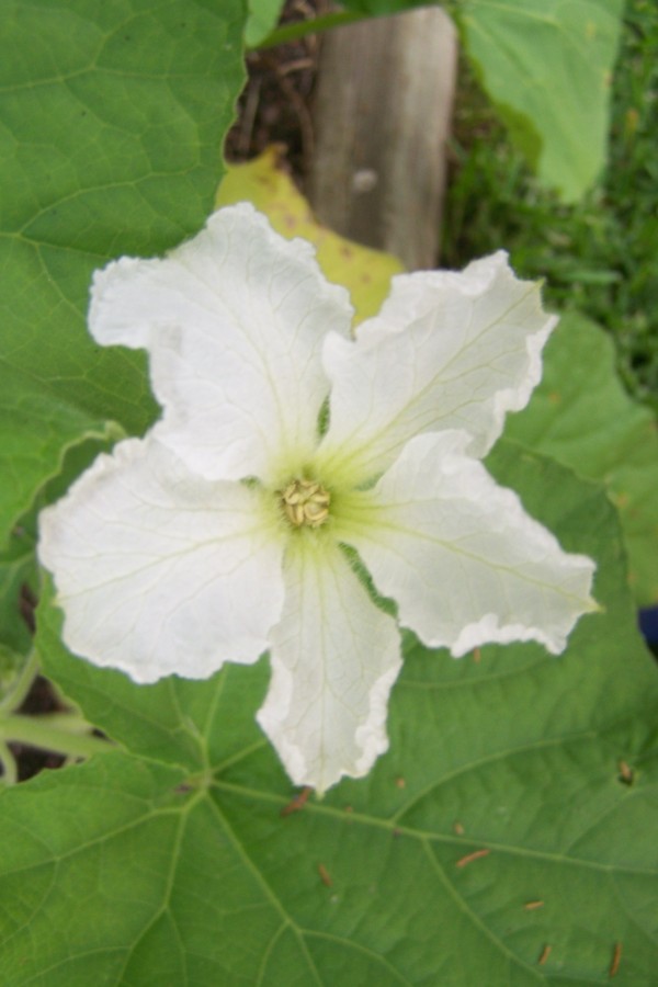 white gourd flower