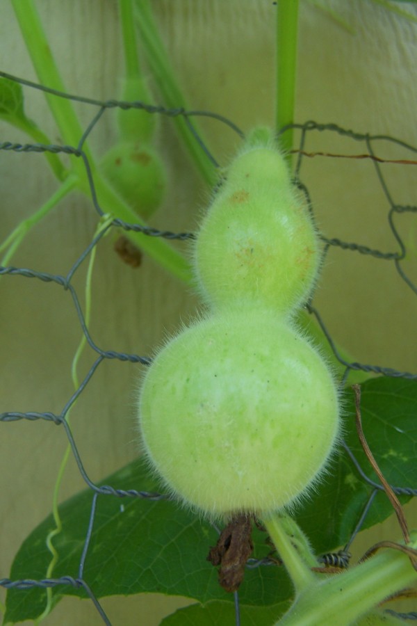 green gourd Against chicken wire fence