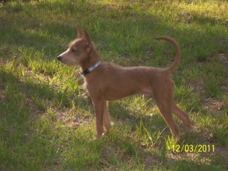 Levi Logan Mini Pincher Terrier Standing in Grass