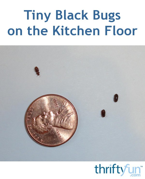 Tiny Black Bugs In The Kitchen Thriftyfun