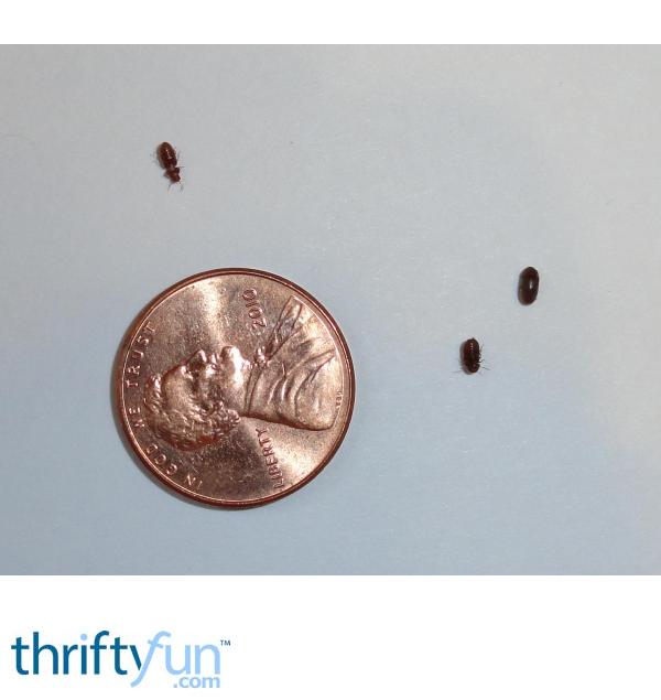 tiny black bugs in the kitchen | thriftyfun