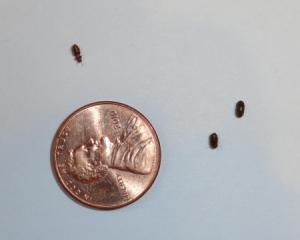 Tiny black bugs next to a penny for scale.