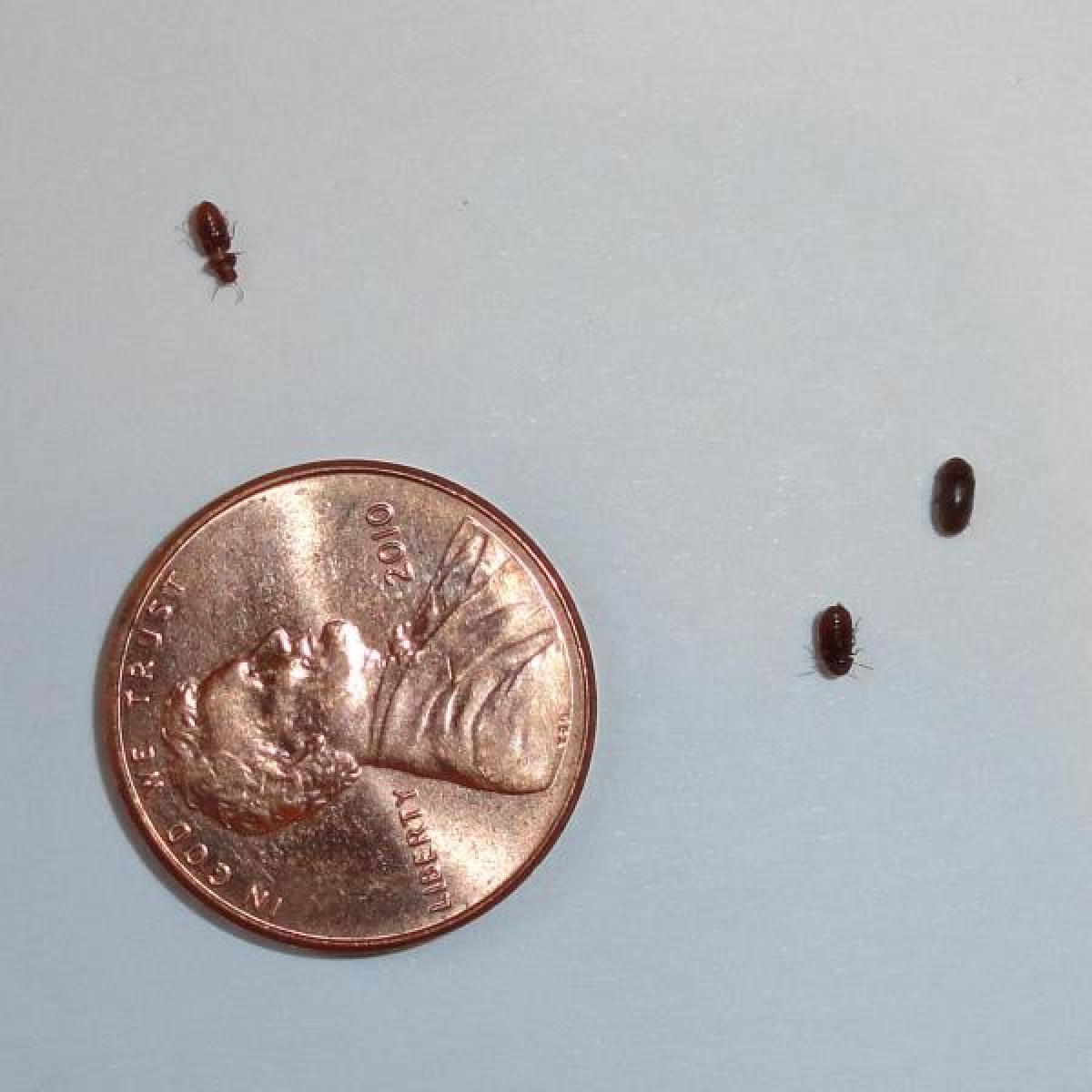 Tiny Black Bugs in the Kitchen ThriftyFun