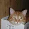 Orange Striped Cat in Box