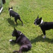 3 black and white Boston Terriers on the lawn