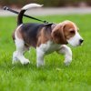 Young beagle walking on a leash.