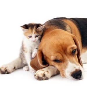 Calico kitten leaning on beagle's ear.