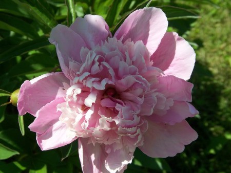 Closeup of Large Pink Peony in Bloom
