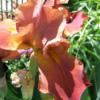 Closeup of Pink Iris in Garden