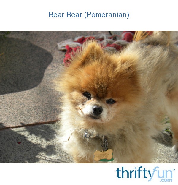 bear looking pomeranian