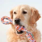 Golden with a rope toy in its mouth.