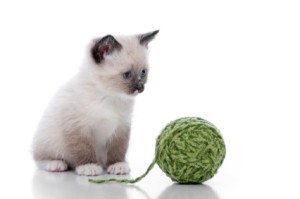 A kitten with a ball of yarn.