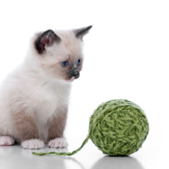 white cat toys