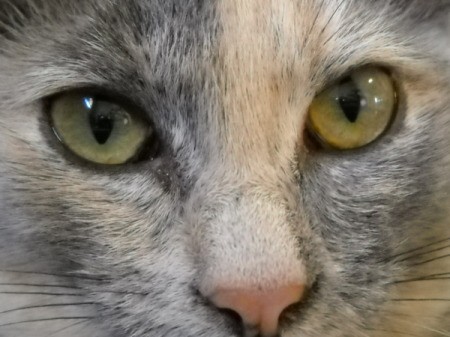 Close Crop of Chloe the Cat's Eyes and Nose