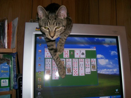 Tabby Cat Hanging Over Computer Screen