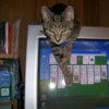 Tabby Cat Hanging Over Computer Screen