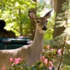 Keeping Deer Out of Your Garden, Doe in Suburban Garden