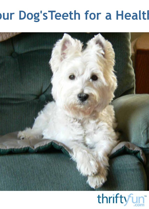 Brush Your Dog's Teeth For A Healthier Dog ThriftyFun