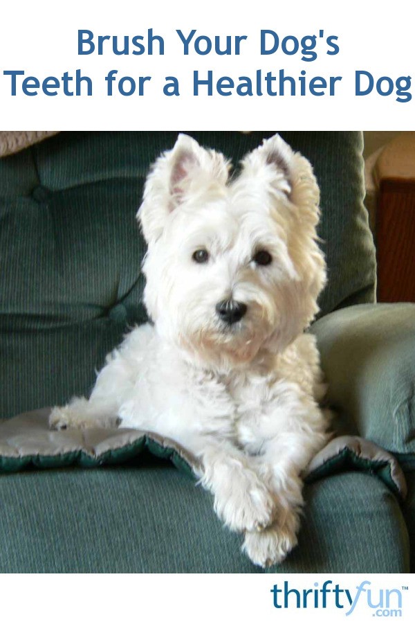 Brush Your Dog's Teeth For A Healthier Dog ThriftyFun