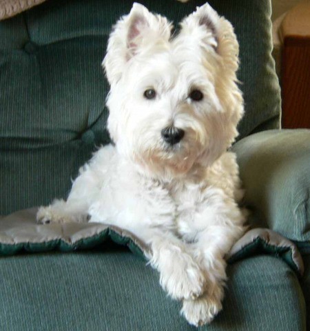 Small white dog on easy chair