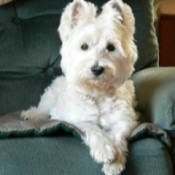 Small white dog on easy chair