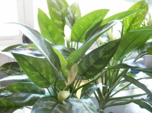 Houseplant with stripped leaves