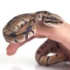 Caring For a Pet Snake, Snake on a person's hand.