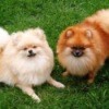 Two Pomeranians, one red and one white on the lawn.